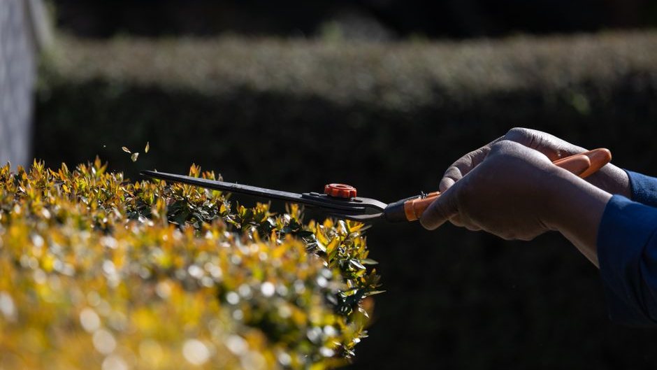 Trimming a hedge